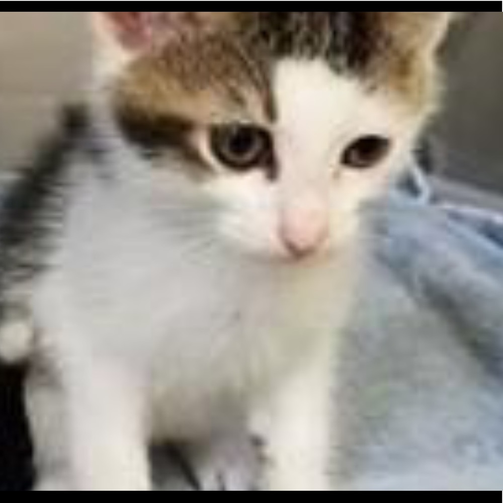 Meet your Posher, Gia